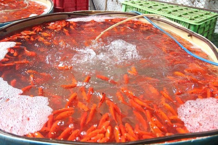 Theo kinh nghiệm anh Cường khi người dân đi chọn mua cá cúng táo quân thì nên lưu ý một số điểm như: chọn mua cá không bị tróc vảy, đứt đuôi. Khi mua phải quan sát xem cá có bơi khỏe, lặn sâu hay không. Cá mua phải đuôi dài, mắt sáng…