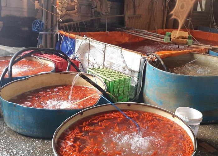 Những chậu cá vàng đỏ rực phục vụ cúng ông Công ông Táo vào ngày mai (23 tháng Chạp âm lịch).