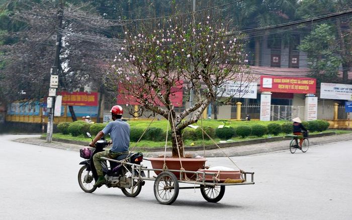 Kéo xuân về nhà.