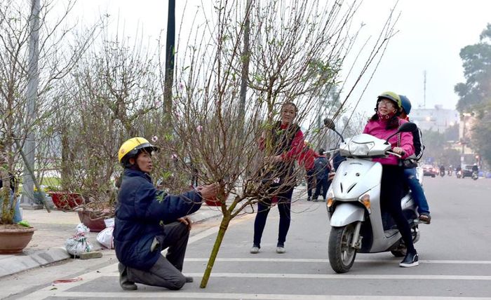 Người dân đi lựa chọn cành đào trên đường 17-8, khu vực Quảng trường Nguyễn Tất Thành.