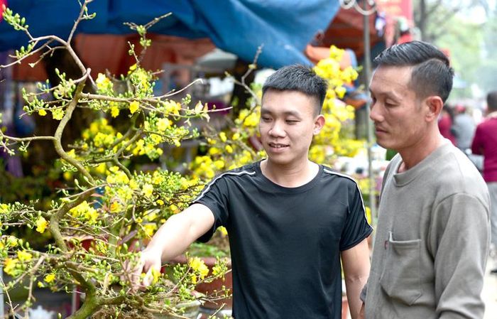 Mai vàng Bình Định được bán tại Tuyên Quang.