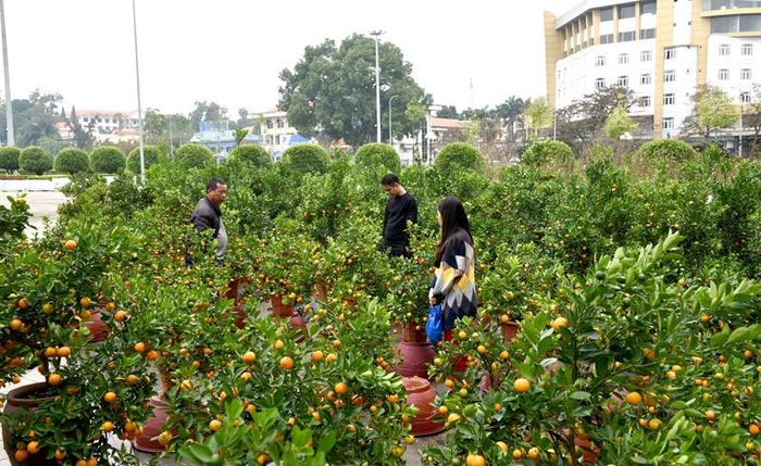 Quất cảnh năm nay đủ dáng, thế, kích cỡ.