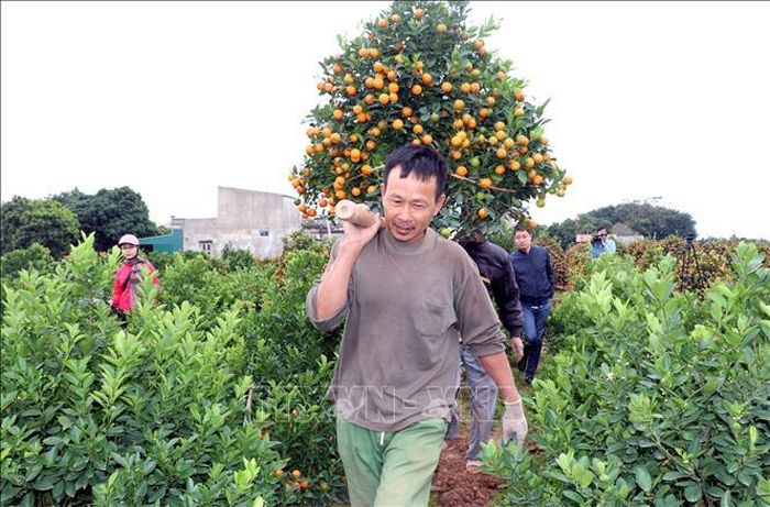 Các chủ vườn quất giao hàng cho khách.