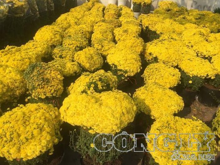 Thời tiết mưa nắng thất thường là nỗi lo của người nông dân