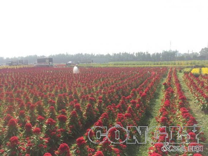 Hoa mào gà đua sắc chào đón Tết
