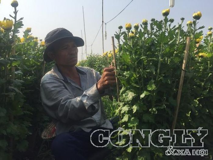 Người nông dân cần mẫn chăm sóc