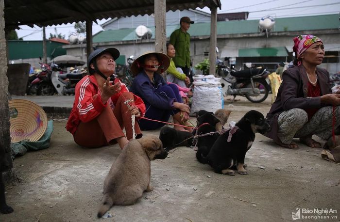 Hàng chó ở chợ Dùng, mỗi buổi chợ có khoảng vài trăm con. Ảnh: Lâm Tùng