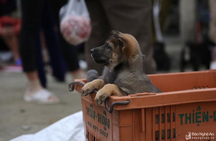 Chó được mang ra chợ thường từ 15 ngày đến 1,5 tháng tuổi. Ảnh: Lâm Tùng