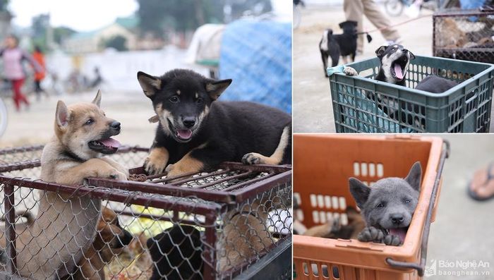 Trong những năm gần đây đã xuất hiện nhiều hơn những giống chó lai, chó cảnh. Ảnh: Lâm Tùng