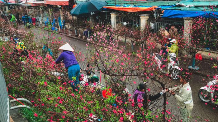 Tiểu thương chăm chút cho từng cành đào. Những ngày cận Tết, cuộc sống của họ gần như chỉ xoay quanh những gốc hoa như thế này.