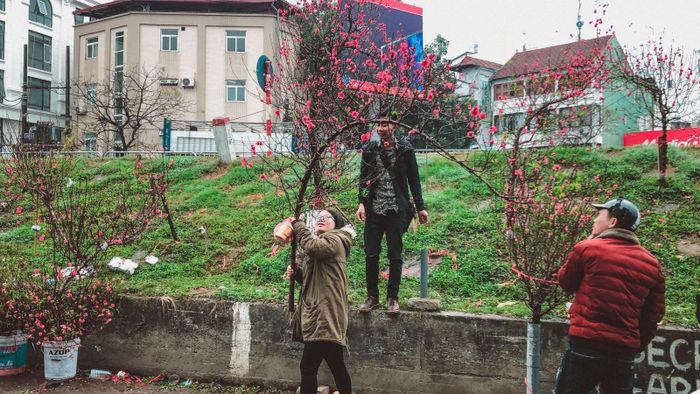 Những cành đào này có giá lên tới gần triệu đồng.