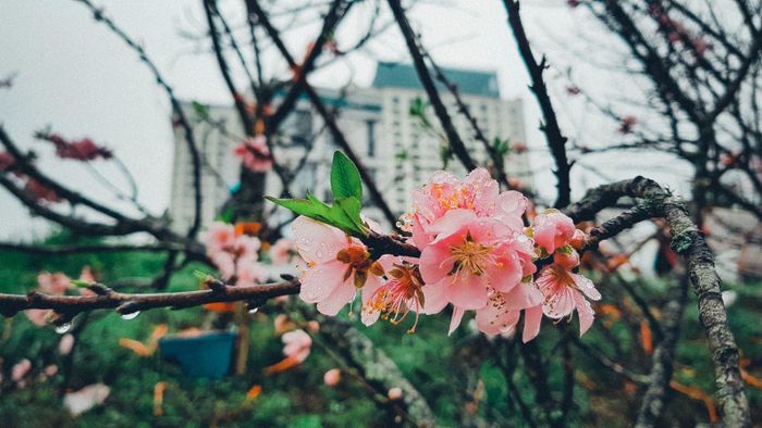Đào rừng có cánh mỏng, màu hoa nhạt hơn nhưng sức sống bền bỉ hơn đào truyền thống.