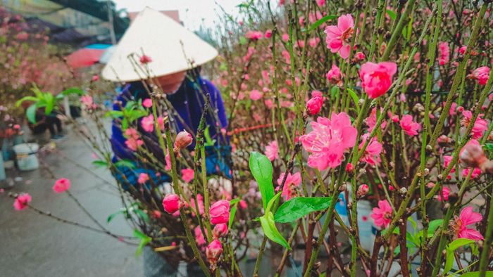 Mỗi cành đào như thế này thường được bán với giá từ 150.000 - 200.000 đồng, tùy theo kích cỡ, dáng đào và cánh hoa nở trên cành đào.
