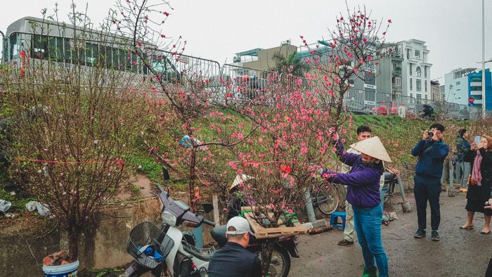 Những cành đào có gốc lâu năm, có thế, dáng đẹp, màu hoa đậm rất "đắt khách".