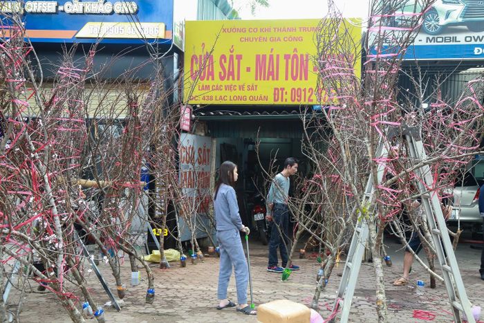 Những năm gần đây đào rừng cũng được bày bán nhiều.