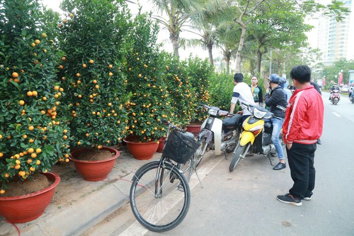 Những cây quất cảnh đẹp rất thu hút người chơi.
