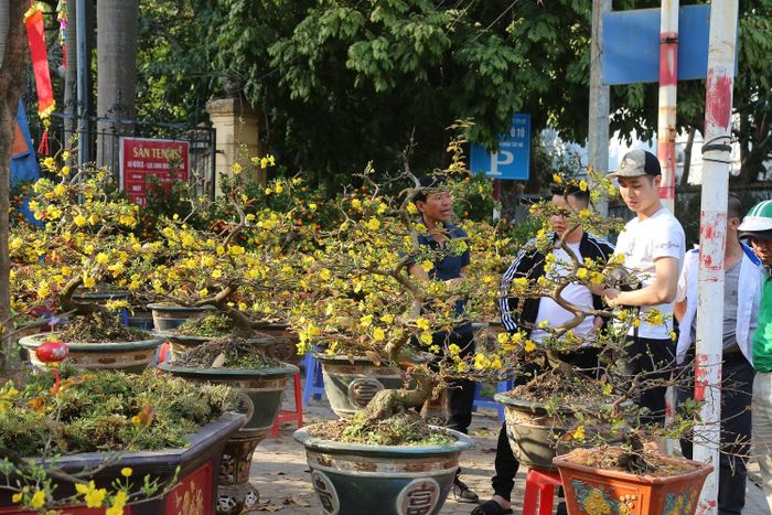 Hoa mai cũng được bày bán rất nhiều tại tuyến đường Lạc Long Quân.