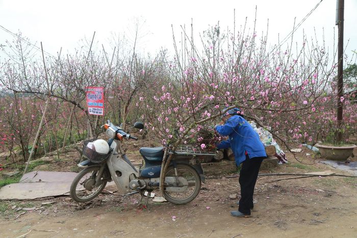 Người dân trồng đào bận rộn những ngày giáp Tết.