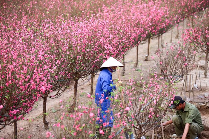  Việc đào nở năm nay sớm do trời nóng, nồm là nỗi lo đối với người trồng vườn. 
