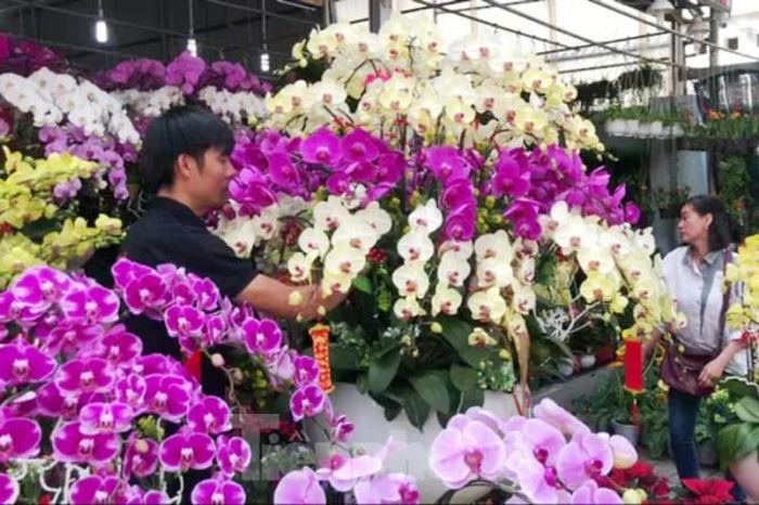 Những cành hoa lan cực đẹp
