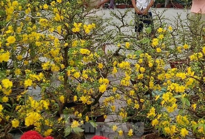 Những chậu hoa Mai rất đẹp bên đường Bạch Đằng