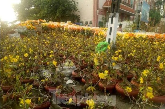 Những chậu hoa rất đẹp nhưng giá chỉ từ 100 đến 500 ngàn/chậu