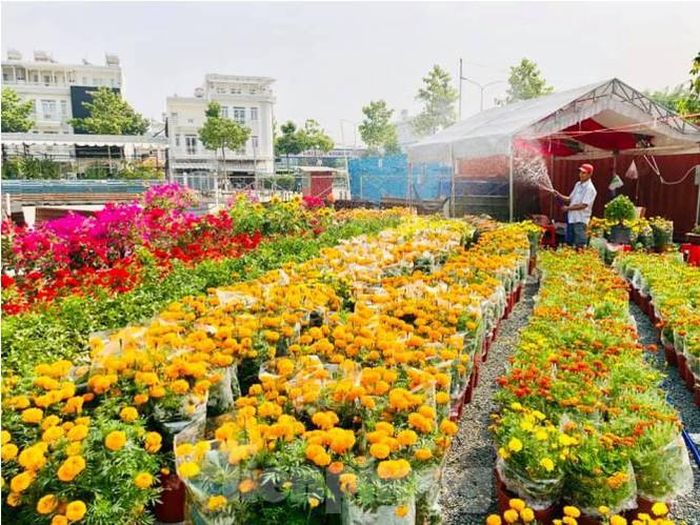 Rực rỡ hoa Tết