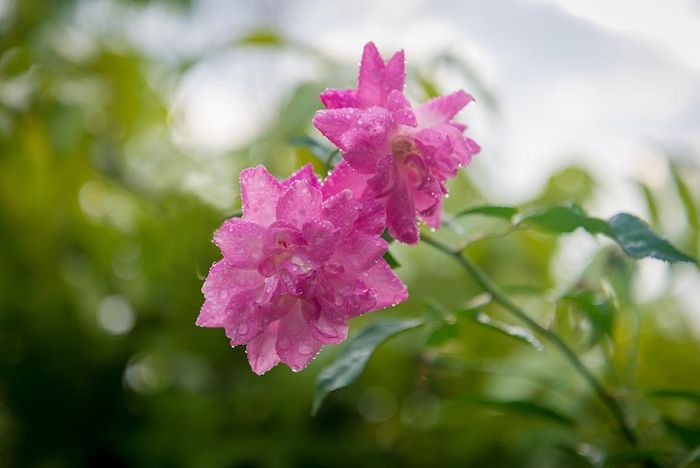 Đa dạng hoa hồng cổ