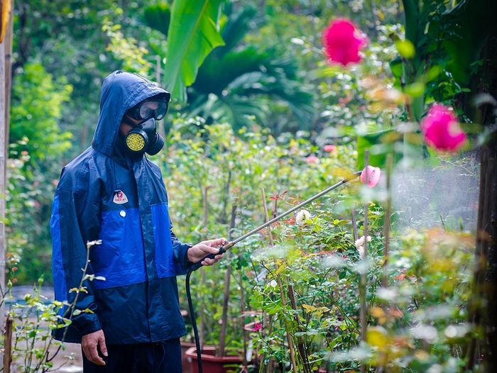 Cung cấp dinh dưỡng, phòng ngừa sâu bệnh