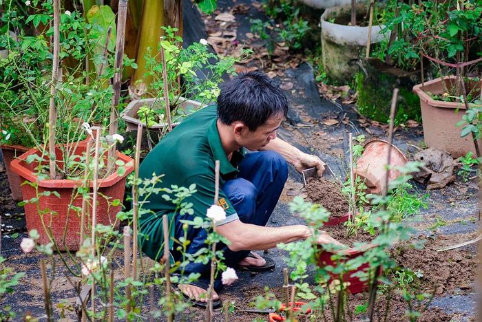 Tiếp đất và bón phân, đưa cây vào nơi ít mưa.