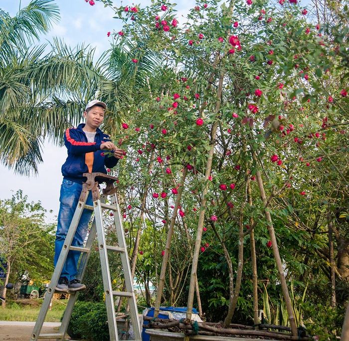 Hồng cổ Huế tuổi thọ cao, nhiều cây cao trên 3m