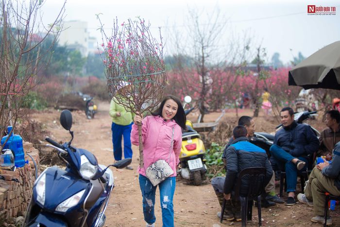 Người dân vào vườn mua hoa đào chơi Tết. Những cành đào thế đẹp nhưng cũng chỉ bán với giá 200.000 đồng.