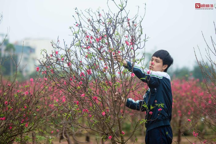 Nhiều chủ vườn tại đây cho hay, do hoa nở sớm nên phải cắt đi bán vội vì nếu rụng hoa thì chỉ còn biết vứt đi. Lượng khách đến với vườn đào Nhật Tân năm nay giảm hẳn so với mọi năm, khách chê hoa nở sớm vì Tết đến sẽ tàn nhanh. Hơn nữa, khi nhìn cả vườn nở hoa thì đẹp thật nhưng tiếc, và rất xót xa.