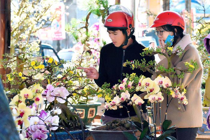 Khách hàng chọn mua hoa mai tại chợ hoa phường Phù Đổng, TP.Pleiku