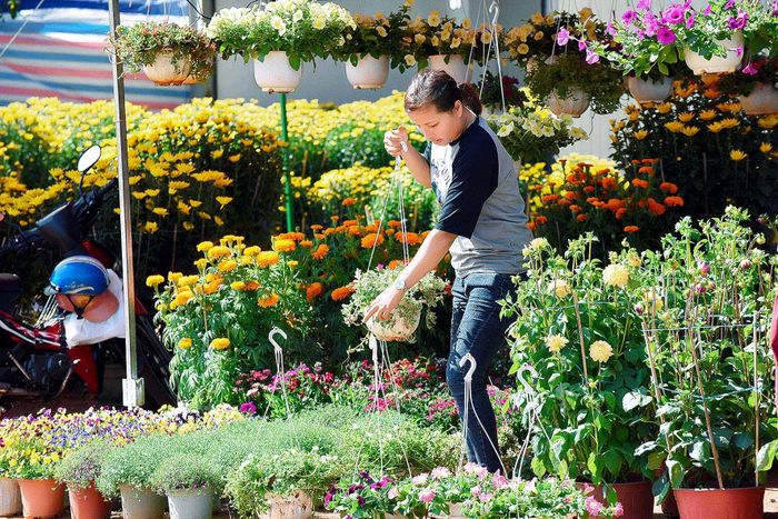 Hoa trang trí trong nhà ngày Tết thu hút sự quan tâm đặc biệt của người dân