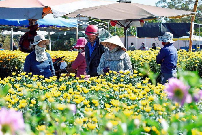 Chợ hoa Tết tại Khu Liên hợp thể thao tỉnh có hàng trăm loài hoa đẹp từ khắp các nơi đổ về