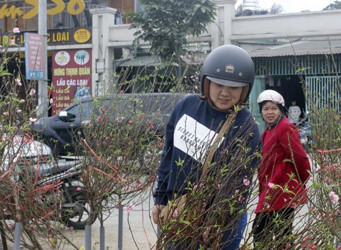 Nhiều gia đình đã chọn được cành đào ưng ý về trang hoàng nhà cửa.