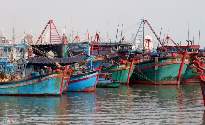  Theo đại diện Ban quản lý cảng cá Hòn Rớ, dịp cuối năm có khoảng 200 lượt tàu cá ra khơi đánh bắt. Những tàu này sẽ ăn Tết trên biển để kịp cập bờ ngày đầu năm. 
