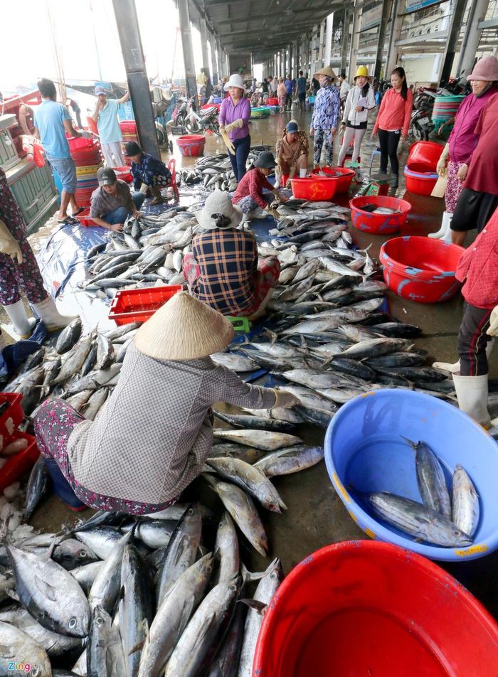  Mặc dù là chuyến cuối cùng của năm, lần đi tàu này ông Hùng trúng cá ngừ sọc dưa và cá bò. "Ra khơi gần 15 ngày, tưởng chừng về tay không thì gặp luồng cá. Đánh xong tôi cho tàu quay về luôn, được hơn 10 tấn cũng gọi là trúng rồi", ngư dân Hùng chia sẻ thêm. 