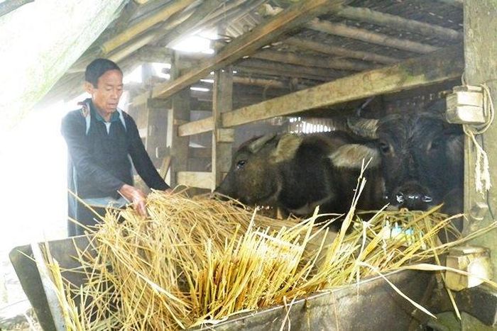 Nông dân Sa Pa tích cực phòng, chống rét cho gia súc.