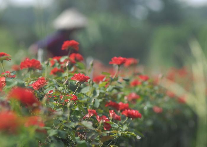 Ưu điểm của phân rơm là dưỡng chất cao, xốp nên rễ cây sẽ dễ sinh trưởng. Do đó, hoa ở Sa Đéc có thể cạnh tranh với hoa Đà Lạt. Ảnh: TÍN HUY