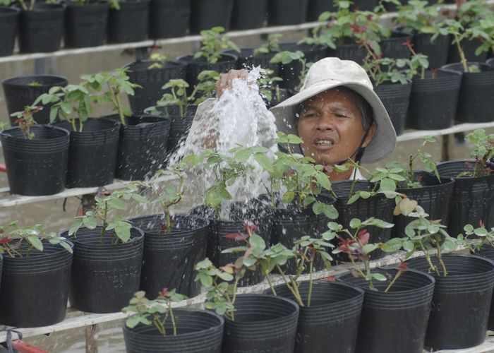Nông dân phải tưới nước mỗi ngày. Ảnh: TÍN HUY