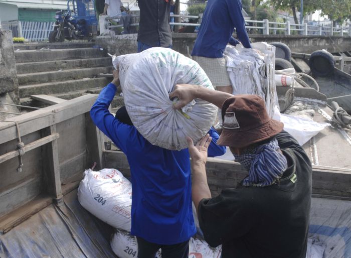 Có khoảng 3-4 nhân công làm việc trọn gói. Từ lúc thu mua tại vùng nguyên liệu, đến điểm tập kết và bán cho nông dân. Tiền công cho mỗi người từ 700.000-800.000 đồng/người. Ảnh: TÍN HUY