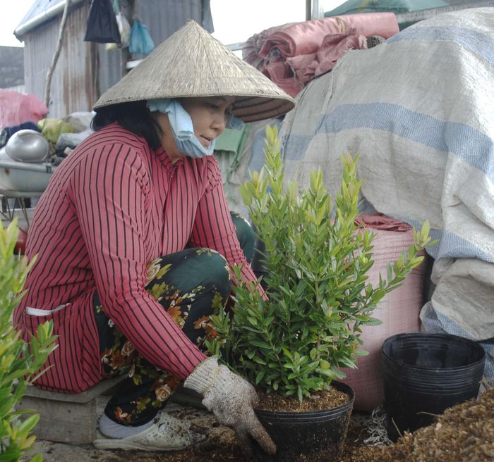 Phân rơm được xử lý theo kinh nghiệm của nông dân, đổ đống và cho vào chậu. Ảnh: TÍN HUY
