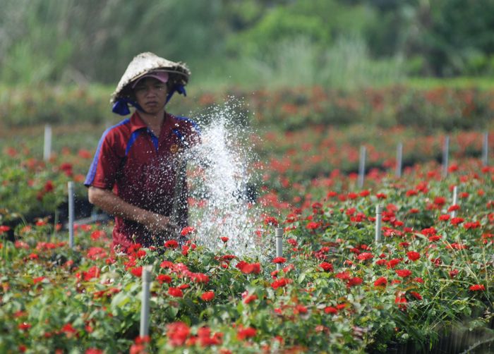 Hoa hồng được trồng quanh năm, nên phân rơm sẽ không bao giờ bị ế, dội chợ. Ảnh: TÍN HUY