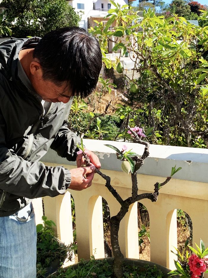 Đào thất thốn được chăm sóc công phu, tỉ mỉ..