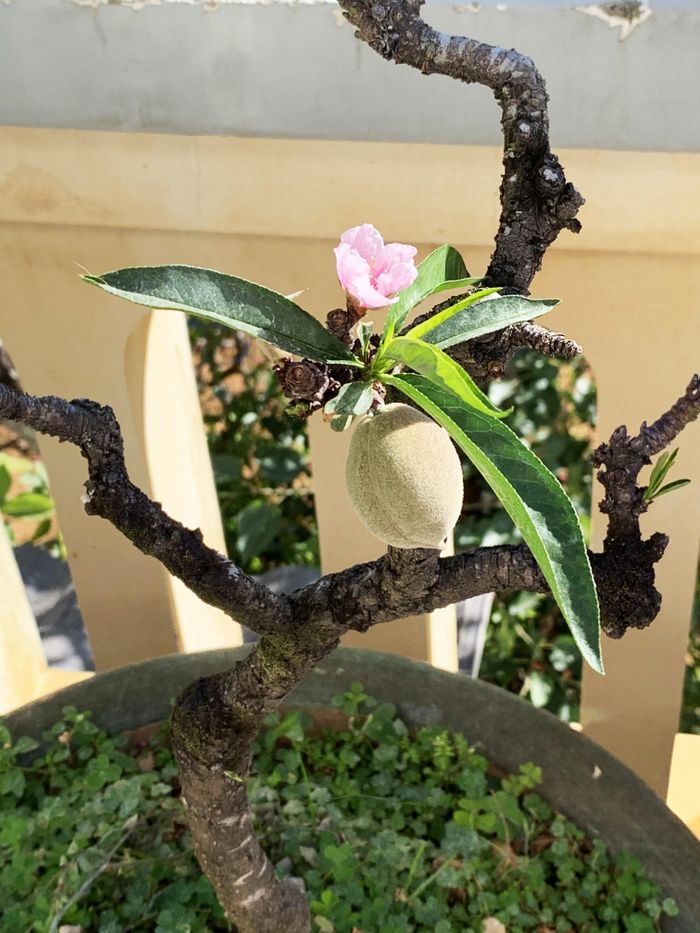 Cây vừa trổ hoa vừa kết quả rất đẹp..
