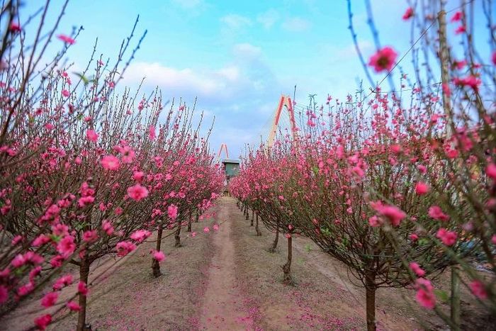 Nhật Tân luôn nổi tiếng với các loài đào bích, đào thất thốn, đào thế, đào phai.