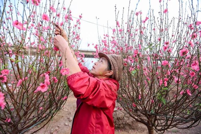 Những ngày này, các chủ vườn đào luôn túc trực vườn vừa chăm sóc đào, vừa chờ khách tới mua.