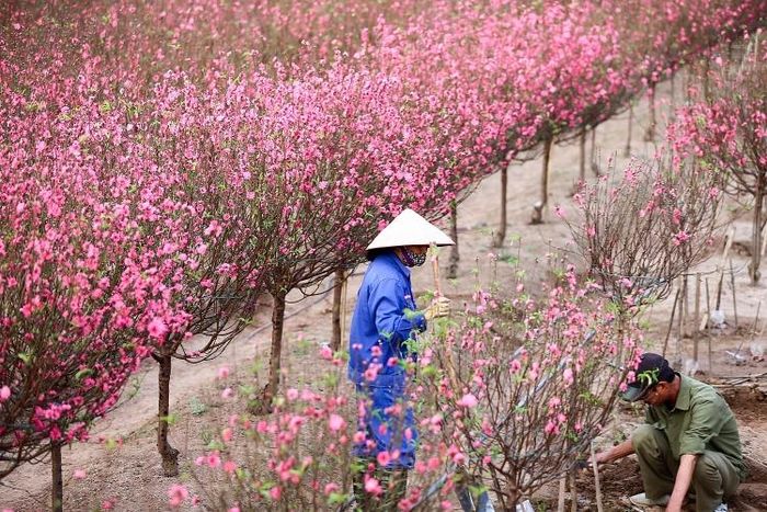 Việc đào nở năm nay sớm do trời nóng, nồm là nỗi lo đối với người trồng vườn.